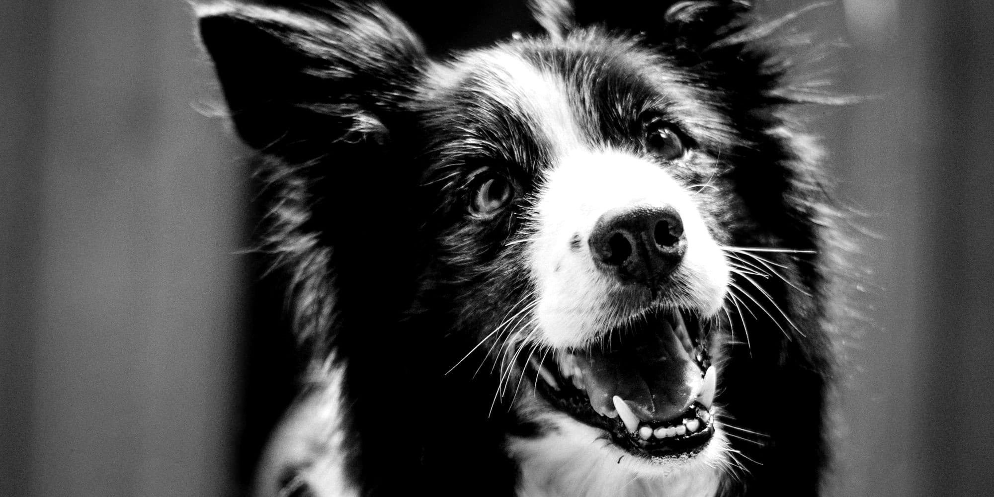 long-coated black and white dog during daytime